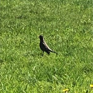 Meet your Posher, Bella